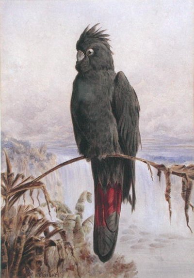 Cacatoès noir à queue rouge australien - Henry Bright