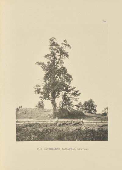 The Batchelder Sassafras, Reading - Henry Brooks