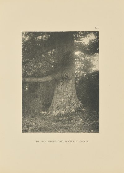 Le grand chêne blanc, Groupe Waverly - Henry Brooks