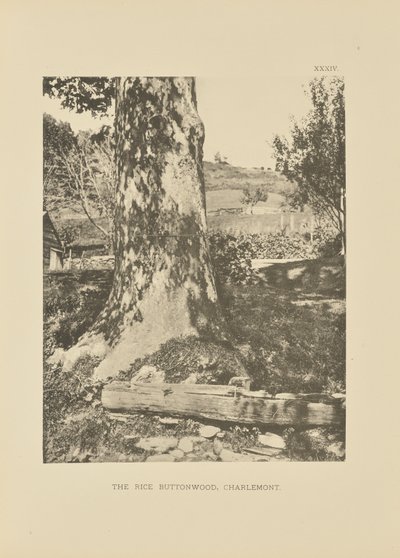 Le Rice Buttonwood, Charlemont - Henry Brooks