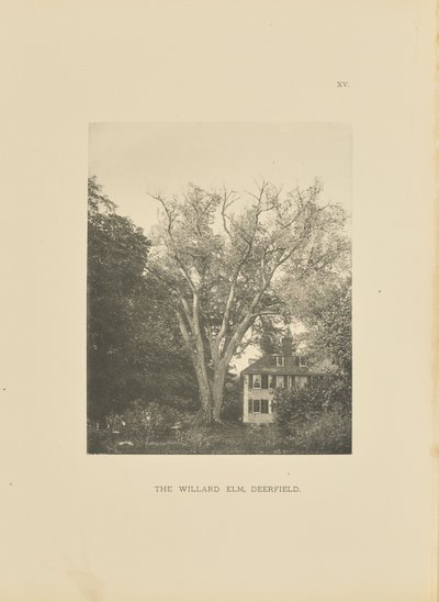 The Willard Elm, Deerfield - Henry Brooks
