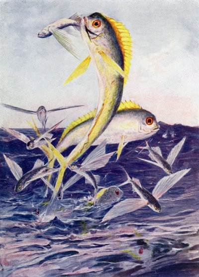 Poissons volants attaqués - Henry Charles Seppings Wright