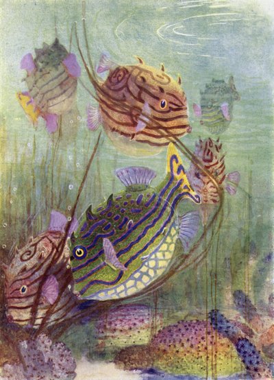 Le Poisson Coffre des mers de corail - Henry Charles Seppings Wright