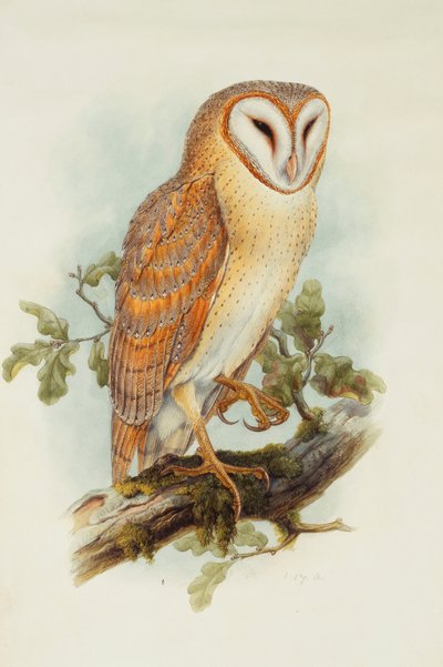Chouette effraie - Henry Constantine Richter