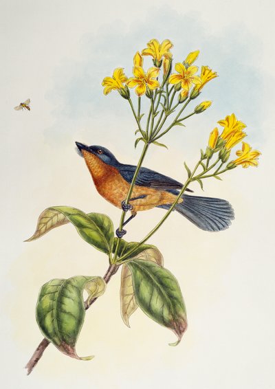 Gobe-mouches à large bec, de Oiseaux d