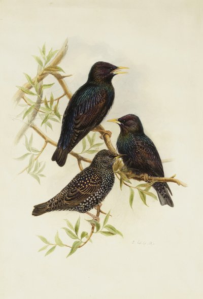 Étourneau sansonnet - Henry Constantine Richter