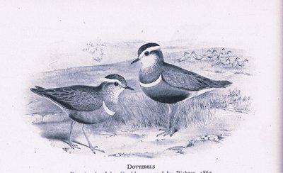 Pluviers guignards, Nature en Grande-Bretagne publiée par Collins, 1946 - Henry Constantine Richter