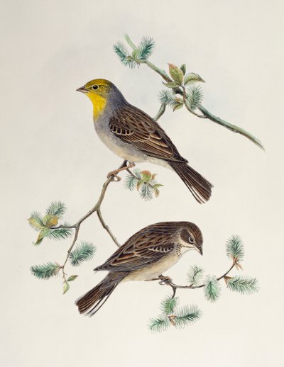 Emberiza cinerea, de Birds of Asia - Henry Constantine Richter