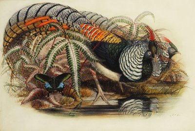 Faisan de Lady Amherst - Henry Constantine Richter