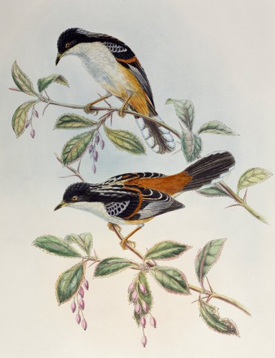 Sibia à dos roux (Heterophasia annectans), de Oiseaux d