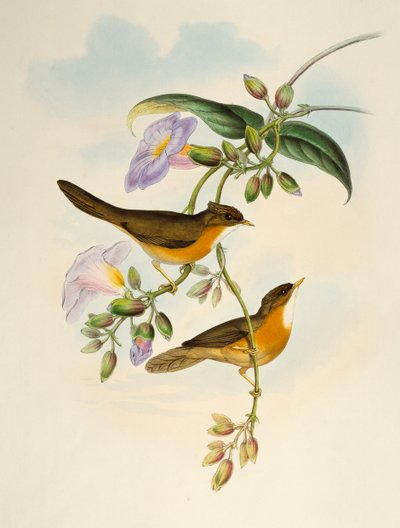 Timalie à ventre fauve (Dumetia hyperythra), lithographie de Birds of Asia - Henry Constantine Richter