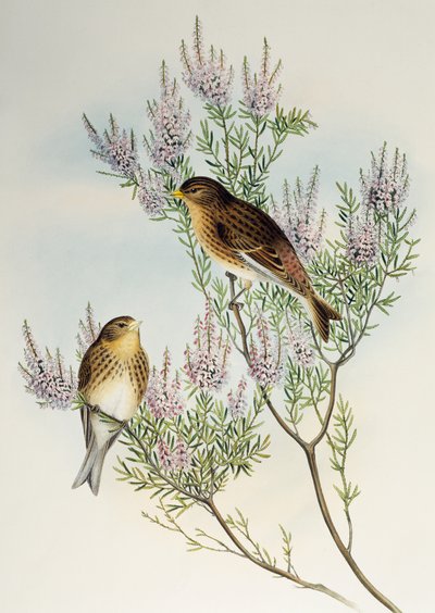 Linotte à bec jaune (Carduelis flavirostris), de Birds of Great Britain - Henry Constantine Richter