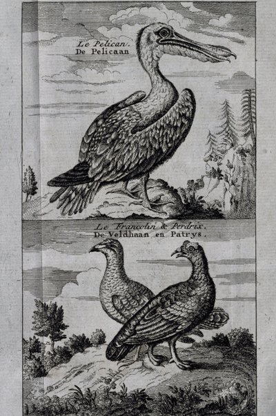 Pélican, Gélinotte des bois et Perdrix, gravure du Voyage fait à la baie d