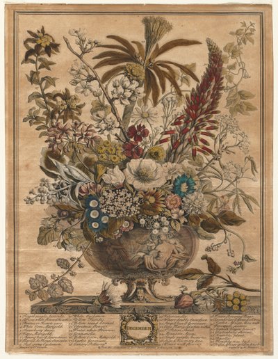 Les douze mois de fleurs : décembre, 1730 - Henry Fletcher