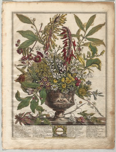 Douze Mois de Fleurs : Janvier - Henry Fletcher
