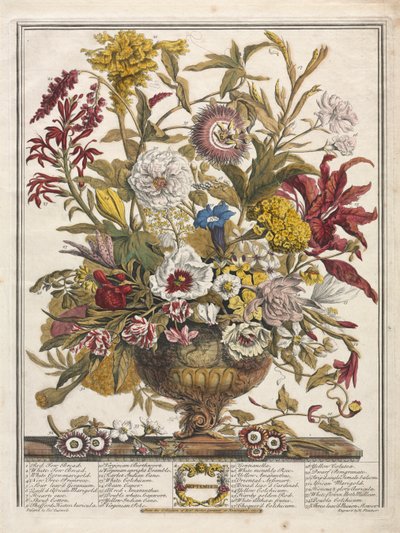 Douze Mois de Fleurs: Septembre, 1730. - Henry Fletcher