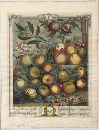 Douze mois de fruits :  Mai - Henry Fletcher