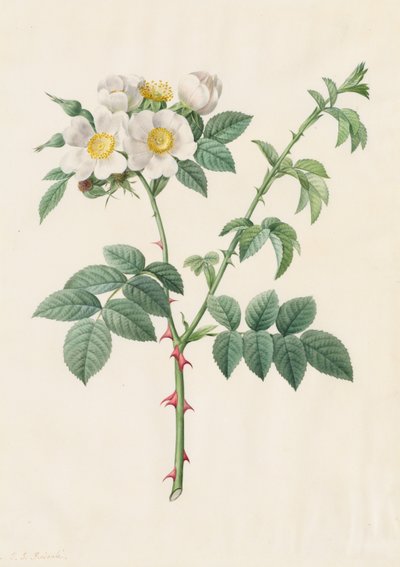 Églantier ou Rosier des chiens (Rosa Leucantha) - Henry Joseph Redouté
