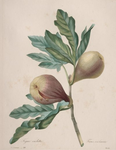 Choix des plus belles fleurs...plus beaux fruits: Figue Violette - Henry Joseph Redouté
