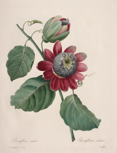 Choix des plus belles fleurs...plus beaux fruits: Passiflore ailée - Henry Joseph Redouté