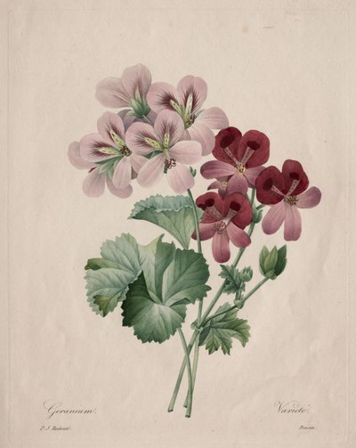 Géranium - Henry Joseph Redouté