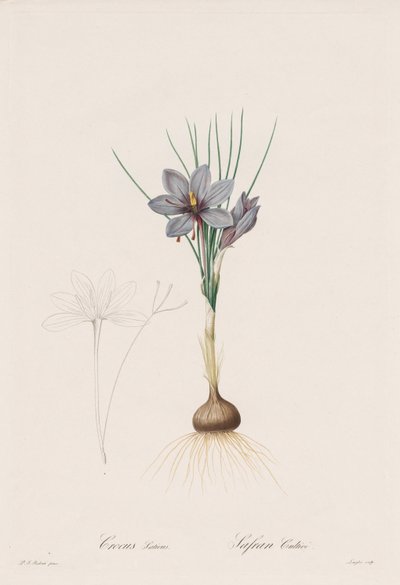 Les Liliacées: Crocus Sativus - Henry Joseph Redouté