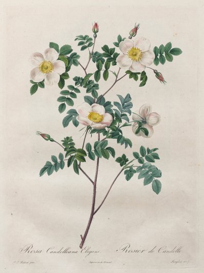 Les Roses : Rosa Candolleana Elegans - Henry Joseph Redouté