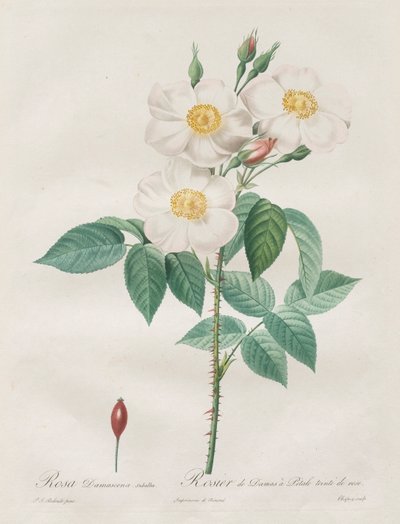 Les Roses : Rosa Damascena, subalba - Henry Joseph Redouté