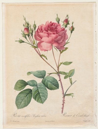 Rosa Centifolia Anglica Rubra - Henry Joseph Redouté