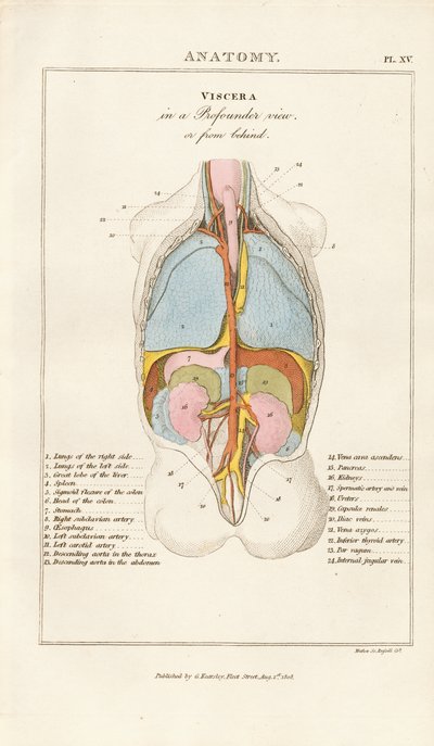 Viscère humain en vue postérieure - Henry Mutlow
