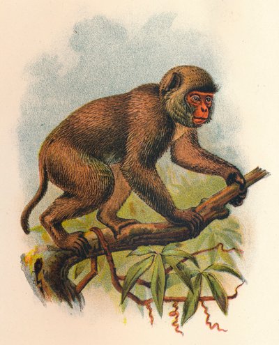 Macaque de Saint-Jean, 1897 - Henry Ogg Forbes