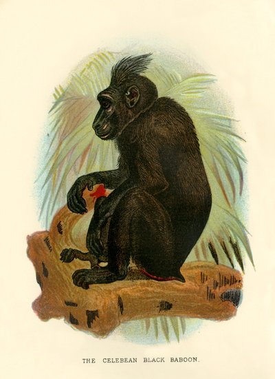 Le babouin noir de Celebes, 1896 - Henry Ogg Forbes