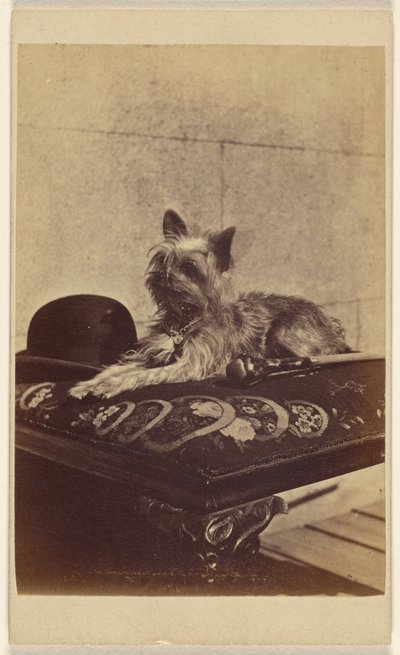 [Chien couché sur un pouf, à côté d
