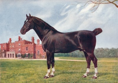 Étalon Hackney Danegelt, vers 1905-1910 - Henry Powell Palfrey