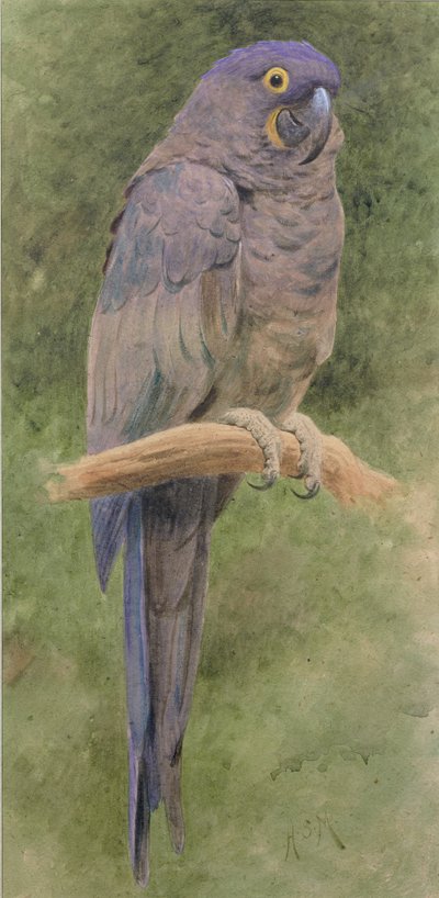 Ara hyacinthe - Henry Stacey Marks