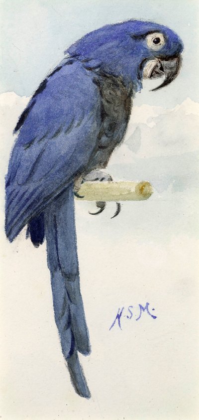 Ara Hyacinthe, vers 1890 - Henry Stacey Marks
