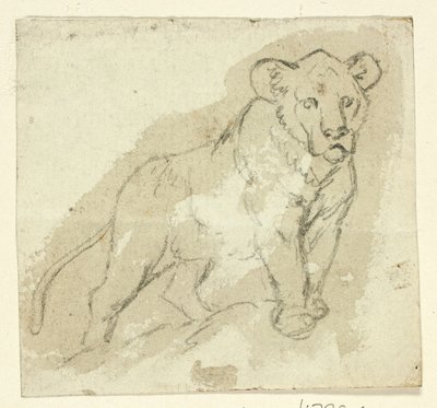 Cinq croquis de lions : Lionceau debout - Henry Stacy Marks