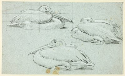 Trois croquis de pélicans - Henry Stacy Marks