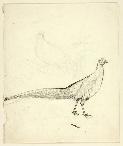 Deux esquisses de faisans (recto) ; Esquisse de faisans et de nu féminin (verso) - Henry Stacy Marks