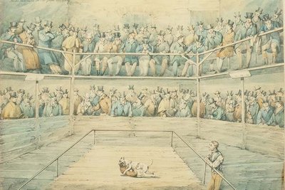Combat de chiens au Westminster Pitt - Henry Thomas Alken