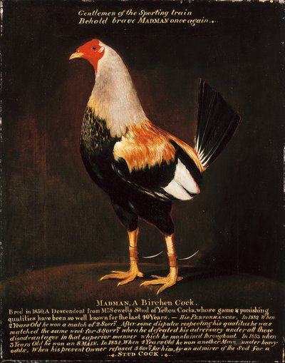 Fou, un coq de bouleau - Henry Thomas Alken