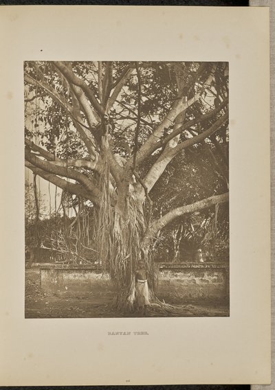 Banyan, avec de jeunes tiges d