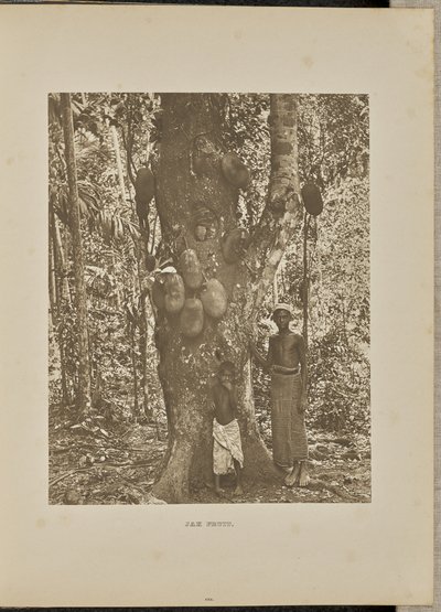 Fruits de Jak - Henry W. Cave