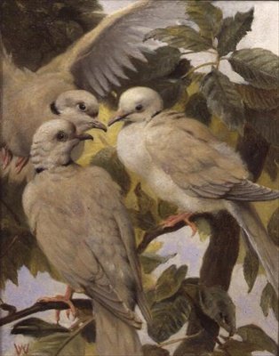 Trois colombes à anneaux - Henry Weekes