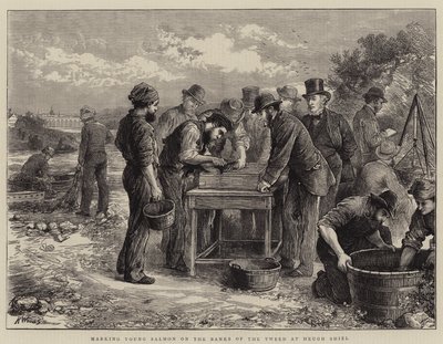 Marquage des jeunes saumons sur les rives de la Tweed à Heugh Shiel - Henry Woods