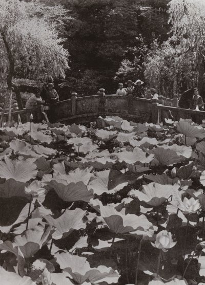 Un Étang de Lotus - Herbert Ponting
