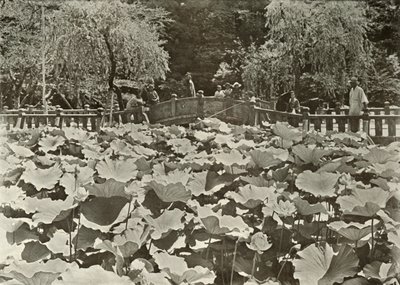 Un étang de lotus, 1910 - Herbert Ponting