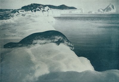 Un phoque de Weddell sur le point de plonger, c1911 - Herbert Ponting