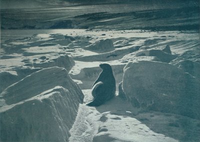 Un phoque de Weddell sur la plage, vers 1911, 1913 - Herbert Ponting