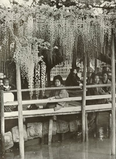 Une tonnelle de glycine à Kameido, 1910 - Herbert Ponting